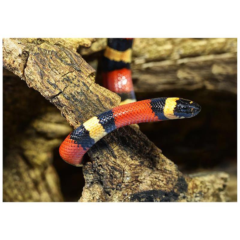 Sarpe de Lapte Campbelli apricot - imagine 4